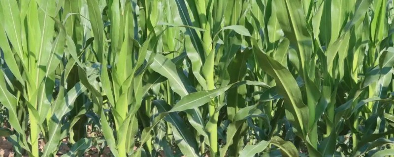 玉米拔节期如何管理，9-12叶期要喷施矮状素