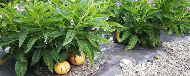 人参果如何施肥，基肥通常要重施