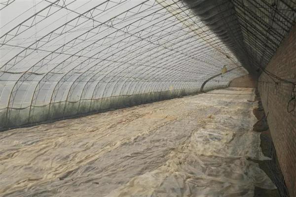 夏季高温焖棚的注意事项，不宜施加生物菌肥