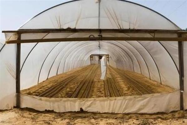 夏季高温焖棚的注意事项，不宜施加生物菌肥