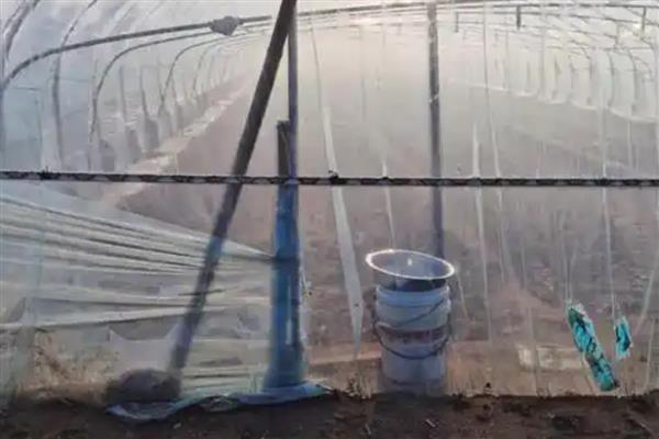 夏季高温焖棚的注意事项，不宜施加生物菌肥