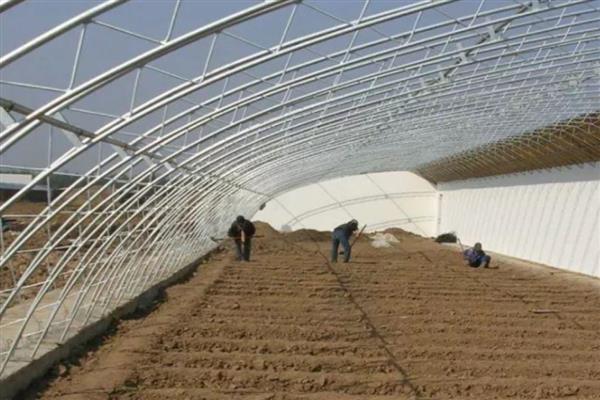 夏季高温焖棚的注意事项，不宜施加生物菌肥