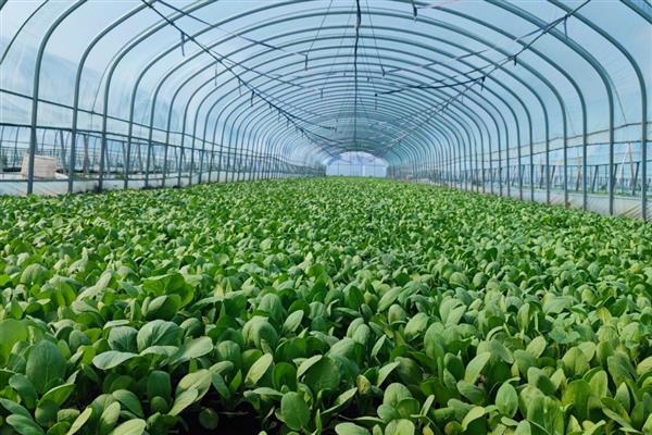 夏季高温焖棚的注意事项，不宜施加生物菌肥