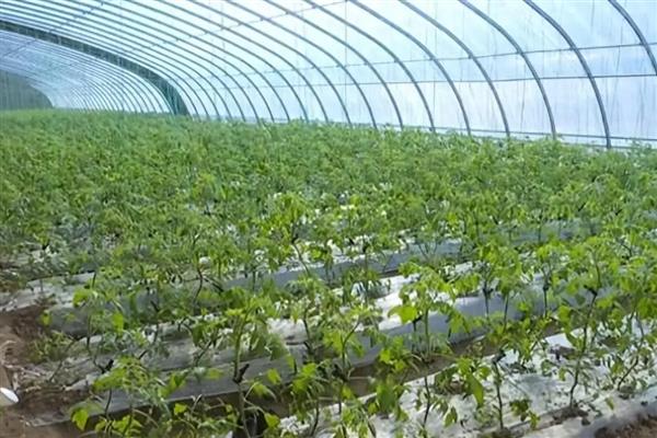 夏季高温焖棚的注意事项，不宜施加生物菌肥