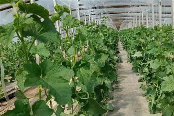 夏季高温焖棚的注意事项，不宜施加生物菌肥