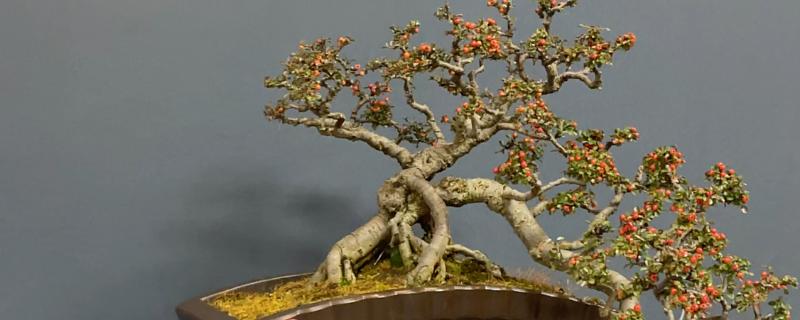 荀子的养殖方法，每天接受不少于10小时的光照