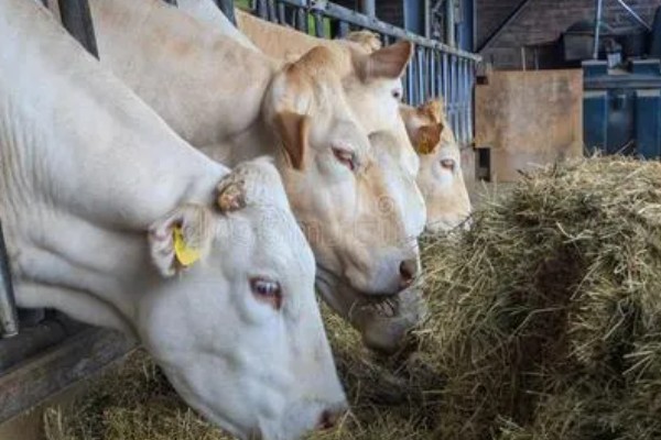 母牛下犊前几天会流粘液，前1-2天会有