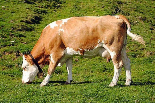 母牛下犊前几天会流粘液，前1-2天会有