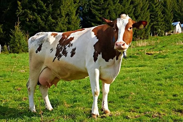 母牛下犊前几天会流粘液，前1-2天会有