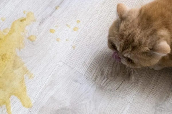 猫咪为什么会忽然呕吐，可能是饮食不当、肠胃不适等因素导致