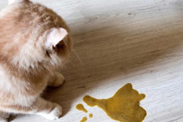 猫咪为什么会忽然呕吐，可能是饮食不当、肠胃不适等因素导致