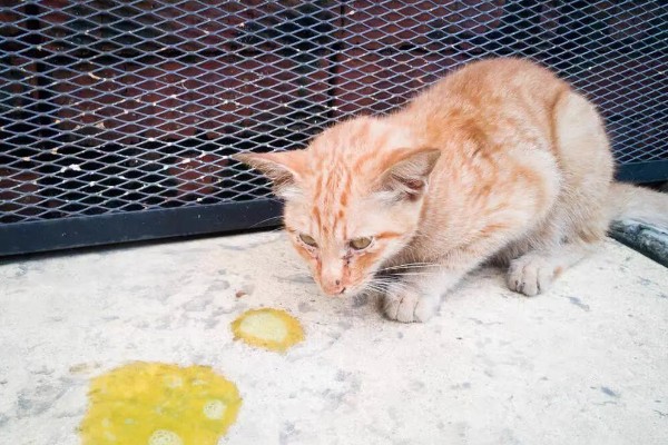 猫咪为什么会忽然呕吐，可能是饮食不当、肠胃不适等因素导致