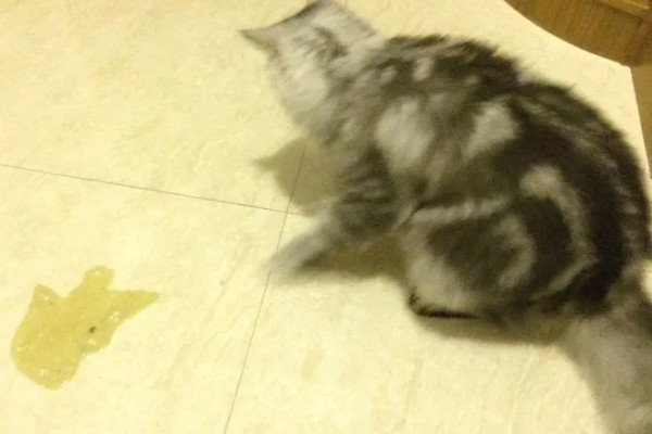 猫咪为什么会忽然呕吐，可能是饮食不当、肠胃不适等因素导致