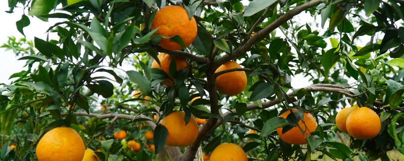 怎么养护地栽桔子树，春秋季节每隔2-3天浇一次水
