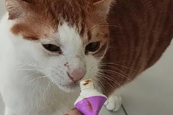 猫咪为什么会忽然呕吐，可能是饮食不当、肠胃不适等因素导致