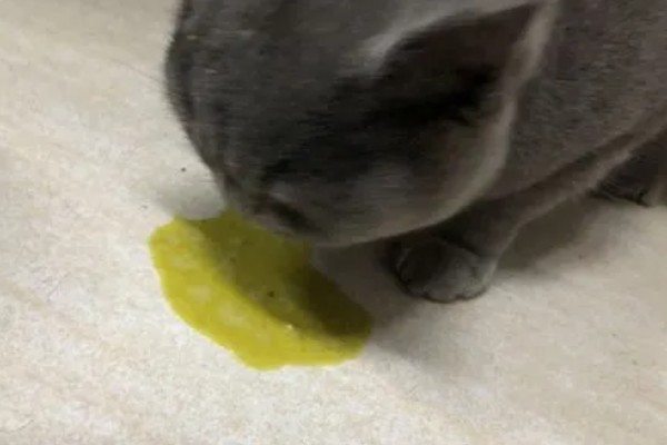 猫咪为什么会忽然呕吐，可能是饮食不当、肠胃不适等因素导致