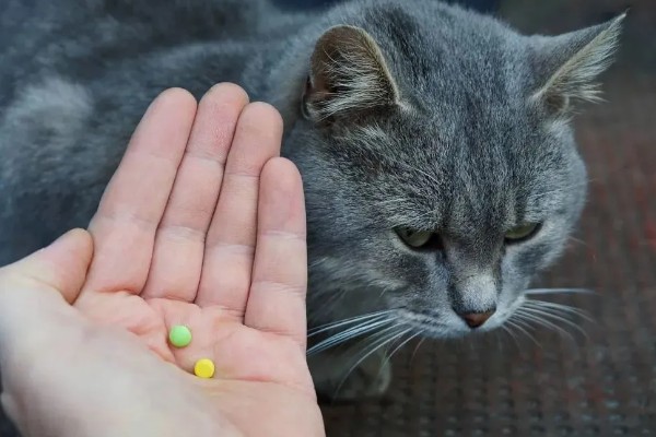 猫咪为什么会忽然呕吐，可能是饮食不当、肠胃不适等因素导致