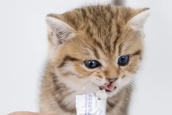 猫咪为什么会忽然呕吐，可能是饮食不当、肠胃不适等因素导致