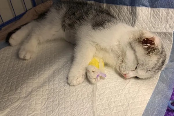 猫咪为什么会忽然呕吐，可能是饮食不当、肠胃不适等因素导致