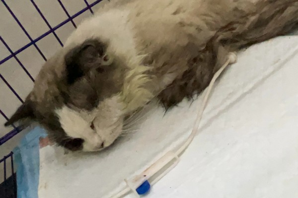 猫咪为什么会忽然呕吐，可能是饮食不当、肠胃不适等因素导致