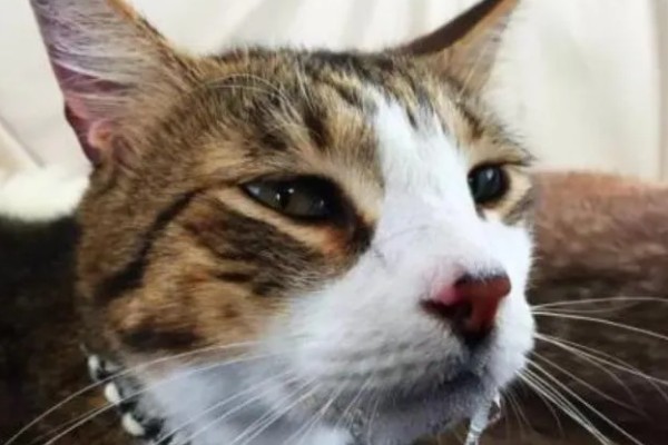 猫咪为什么会忽然呕吐，可能是饮食不当、肠胃不适等因素导致