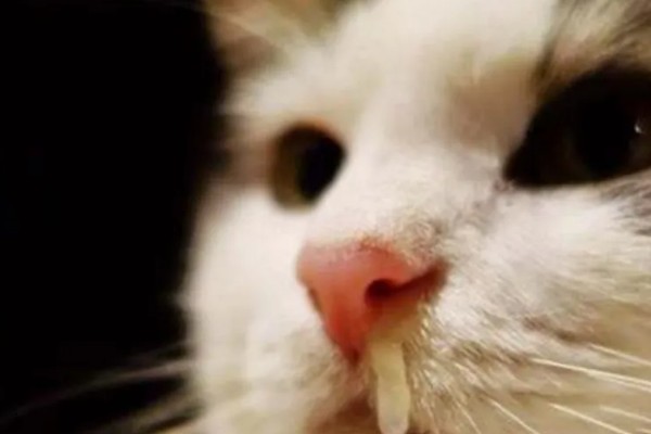 猫咪为什么会忽然呕吐，可能是饮食不当、肠胃不适等因素导致