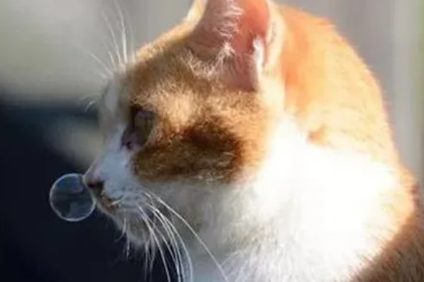 猫咪为什么会忽然呕吐，可能是饮食不当、肠胃不适等因素导致