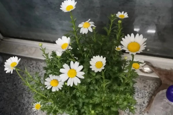 小雏菊如何醒花，第一时间不进行任何的修剪