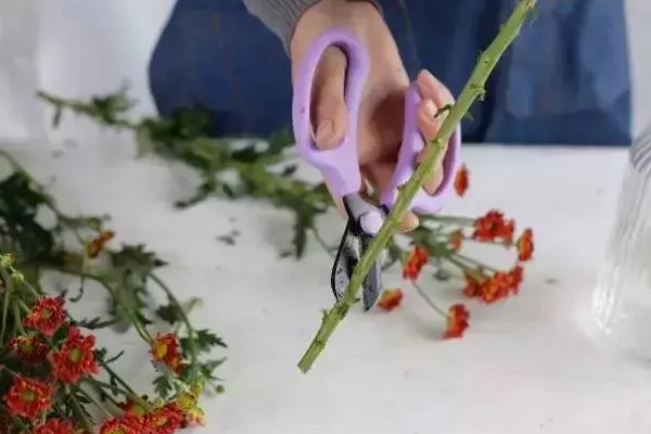 小雏菊如何醒花，第一时间不进行任何的修剪