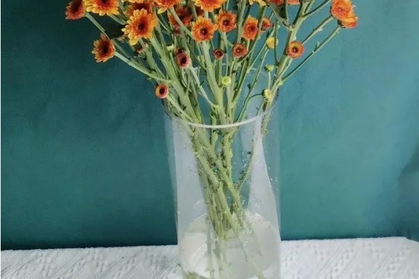 小雏菊如何醒花，第一时间不进行任何的修剪