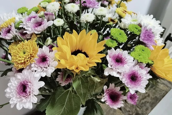 小雏菊如何醒花，第一时间不进行任何的修剪