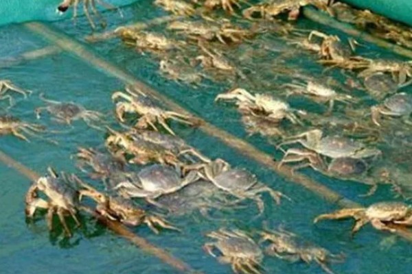 养殖梭子蟹要注意什么，水源不能受到污染