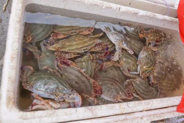 养殖梭子蟹要注意什么，水源不能受到污染