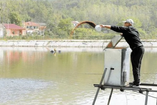 养殖梭子蟹要注意什么，水源不能受到污染