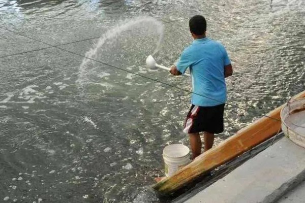 养殖梭子蟹要注意什么，水源不能受到污染