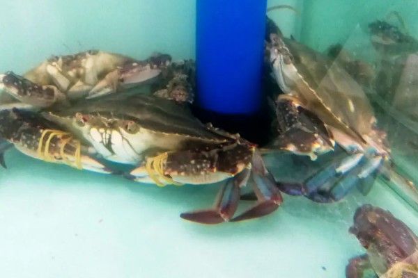 养殖梭子蟹要注意什么，水源不能受到污染