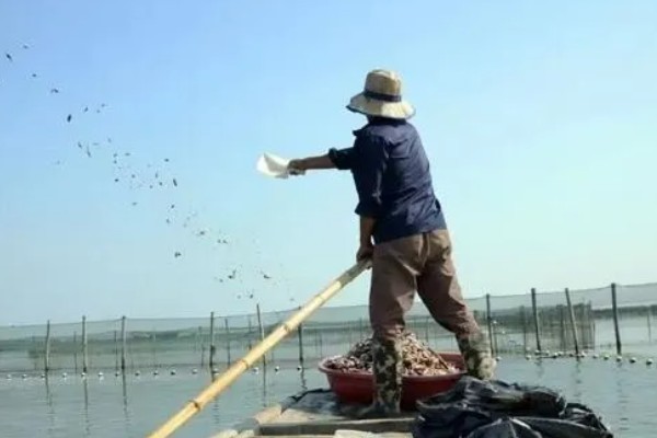 养殖梭子蟹要注意什么，水源不能受到污染