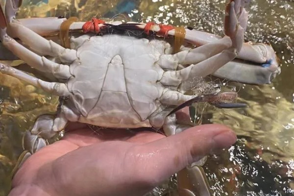 养殖梭子蟹要注意什么，水源不能受到污染