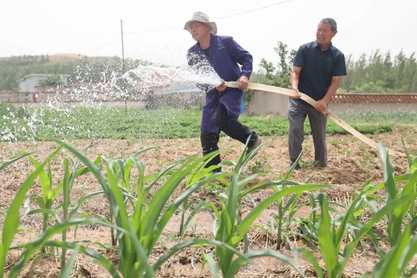 玉米的补苗方法，在前后两头有苗埯的地方各留双株苗