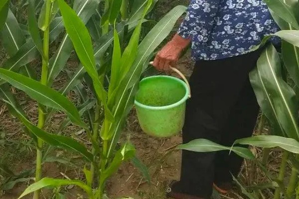 玉米的补苗方法，在前后两头有苗埯的地方各留双株苗