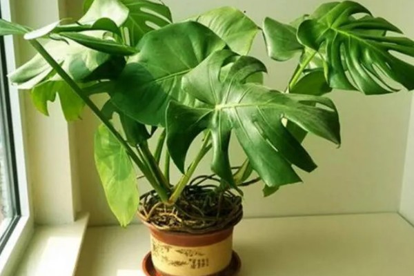 让龟背竹快速开背的方法，首先要提供充足的阳光