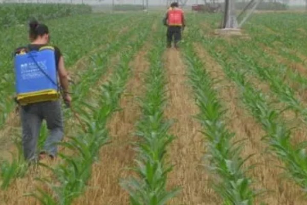 玉米的补苗方法，在前后两头有苗埯的地方各留双株苗