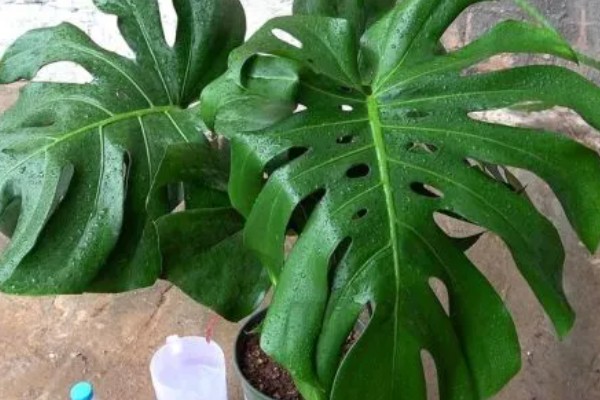 让龟背竹快速开背的方法，首先要提供充足的阳光