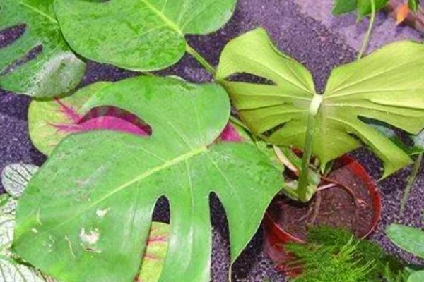 让龟背竹快速开背的方法，首先要提供充足的阳光