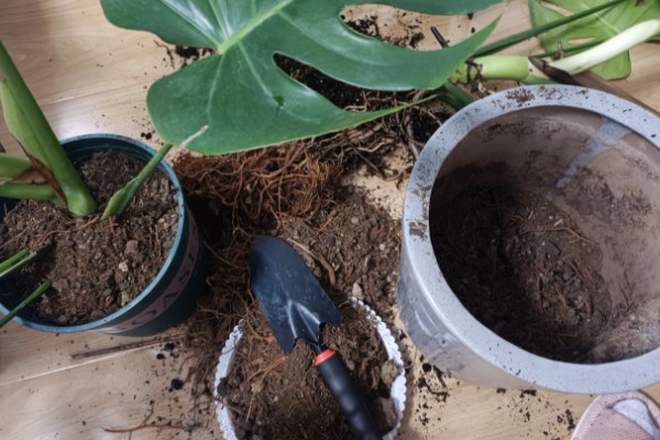 让龟背竹快速开背的方法，首先要提供充足的阳光