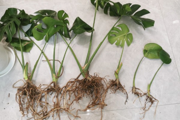 让龟背竹快速开背的方法，首先要提供充足的阳光