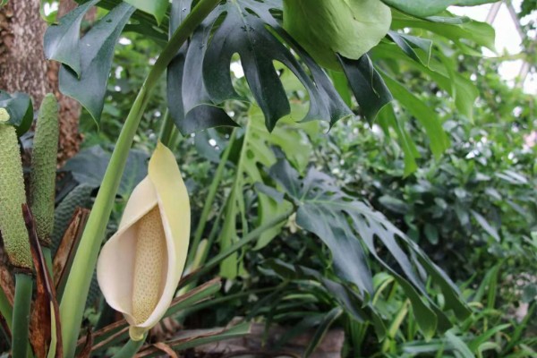 让龟背竹快速开背的方法，首先要提供充足的阳光