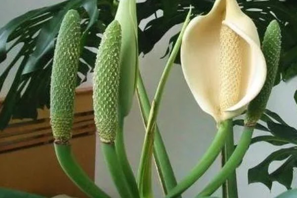 让龟背竹快速开背的方法，首先要提供充足的阳光