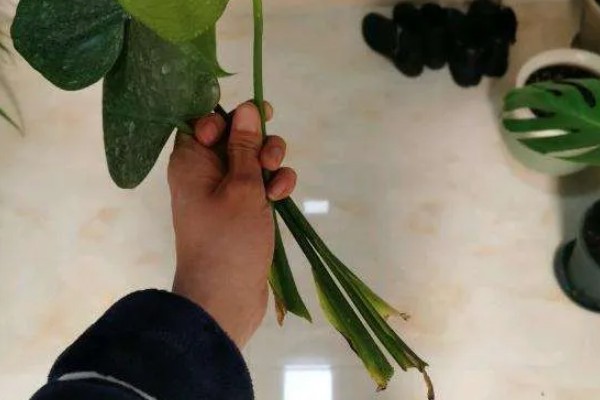 让龟背竹快速开背的方法，首先要提供充足的阳光