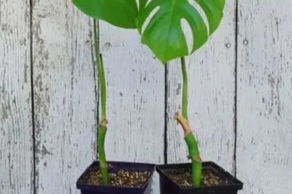 让龟背竹快速开背的方法，首先要提供充足的阳光